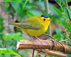 Cardellina pusilla