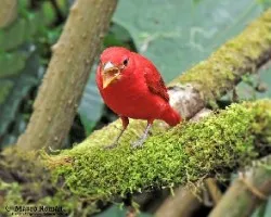 Piranga rubra