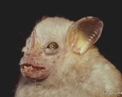 Ametrida centurio