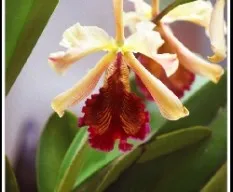 Cattleya dowiana 