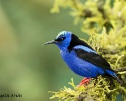 Cyanerpes cyaneus