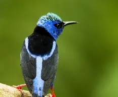 Cyanerpes cyaneus