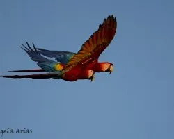 Ara macao