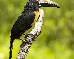 Pteroglossus torquatus