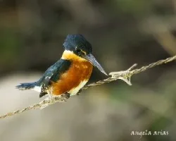 Chloroceryle aenea