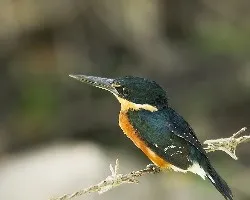 Chloroceryle aenea