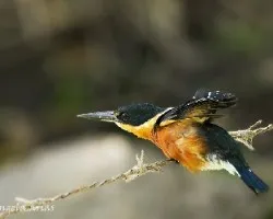 Chloroceryle aenea