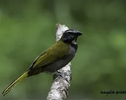 Saltator maximus