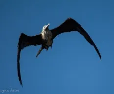 Fregata magnificens