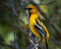 Icterus pustulatus