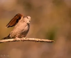 Columbina inca