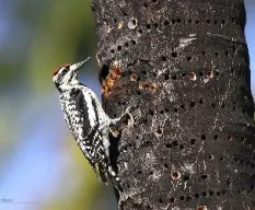 Sphyrapicus varius