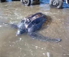Dermochelys coriacea