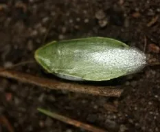 Panchlora nivea