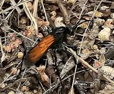 Pompílido, posiblemente Pepsis sp.