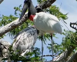 Jabiru mycteria