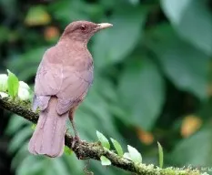 Turdus grayi