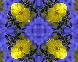 Oenothera biennis
