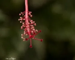 Estambres