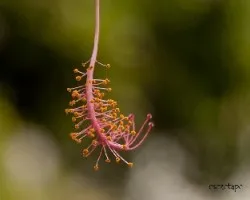 Estambres