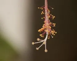Estambres
