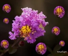 Burbujas
