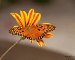 Agraulis vanillae