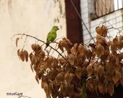 Brotogeris chiriri