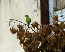 Brotogeris chiriri