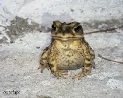 Sapo