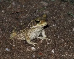 Sapo