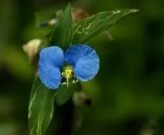 Tradescantia sp
