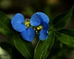 Tradescantia sp