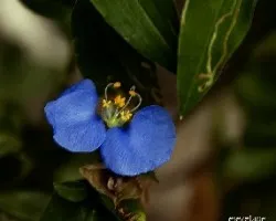 Tradescantia sp