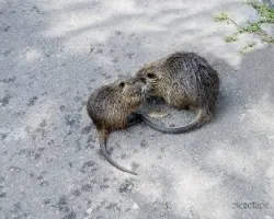 Myocastor coypus