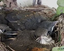 Turdus rufiventris