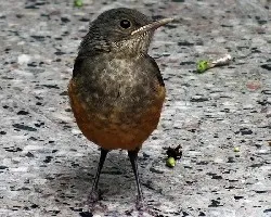 Turdus rufiventris