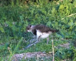 Vanellus chilensis