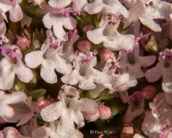 Thymus vulgaris