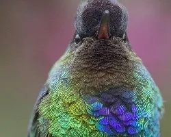 Panterpe insignis