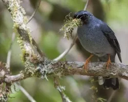Myadestes melanops