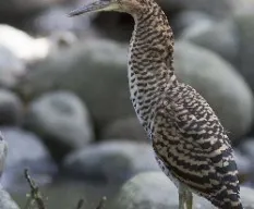 Tigrisoma fasciata