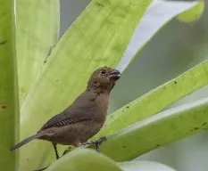 Cyanocompsa cyanoides