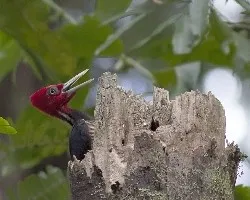 Campephilus guatemalensis