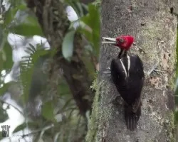 Campephilus guatemalensis