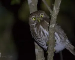 Glaucidium brasilianum
