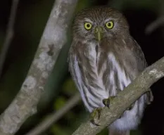 Glaucidium brasilianum