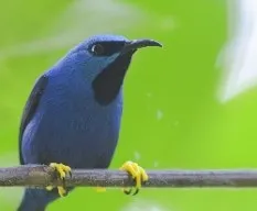 Cyanerpes lucidus