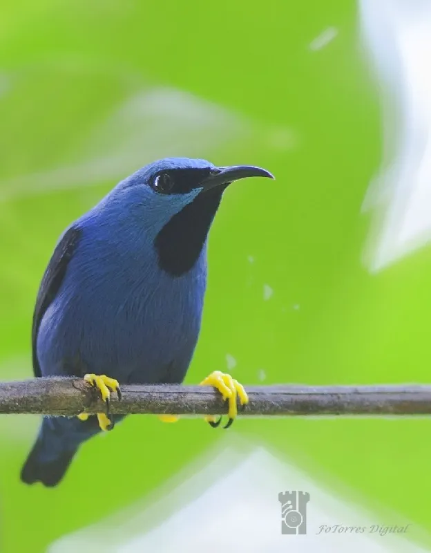 Parque Nacional Braulio Carrillo, Sector Quebrada Gonzalez