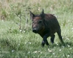 Sus scrofa